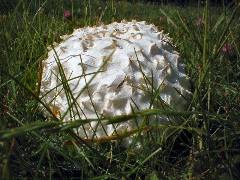 Calvatia utriformis